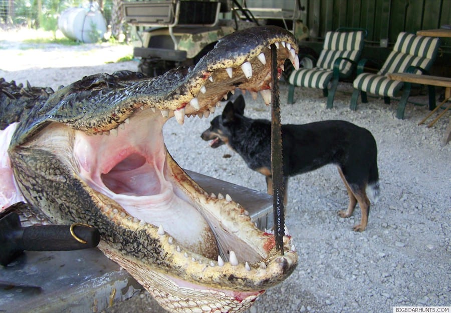 Gator Hunting in Florida, Florida Keys and Florida Swamps areas